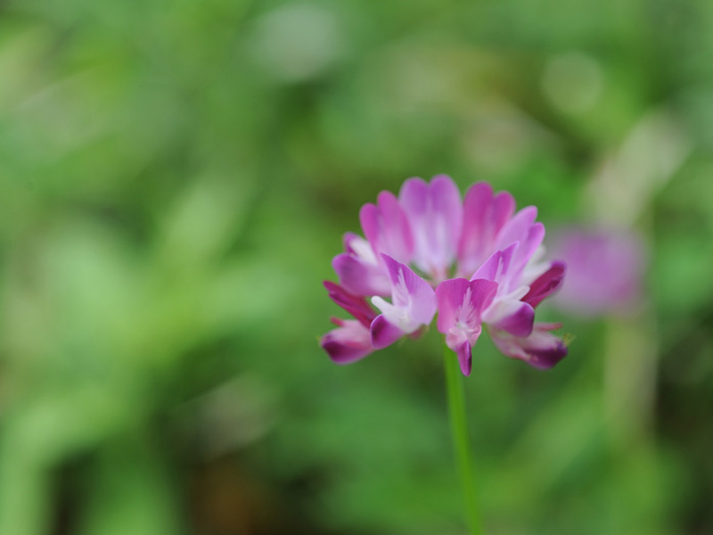 能勢の草花