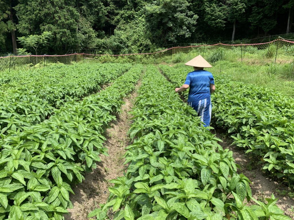 藍生葉染め。